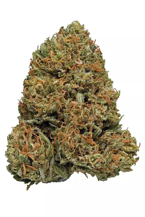 AMAZING JACK (sativa)
