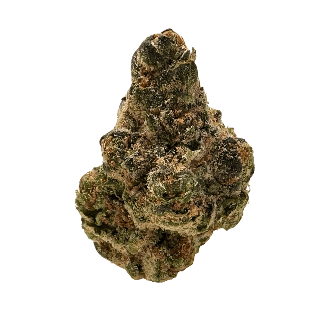 AGENT RNTZ (hybrid)