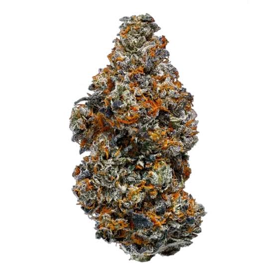 DEATH COAST GUAVA (indica)