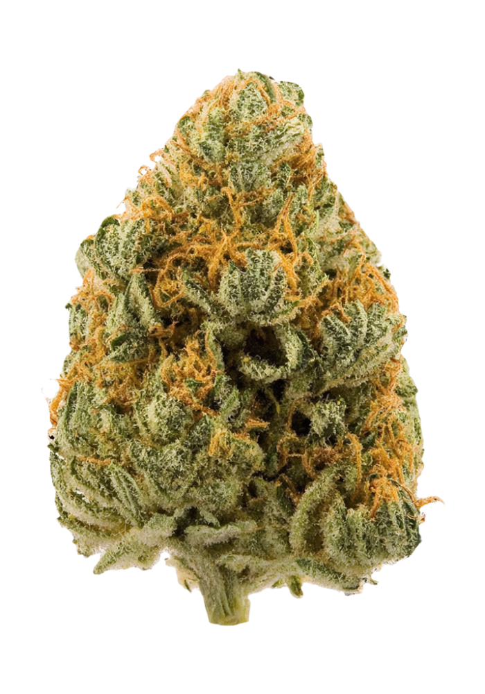 CRANBERRY ZKZ (hybrid)