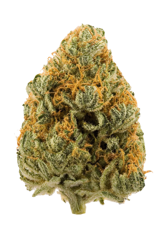 CRANBERRY ZKZ (hybrid)