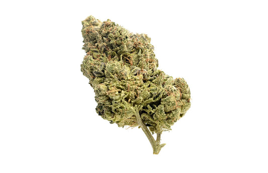 AFGHANI BULL RIDER  (Indica)