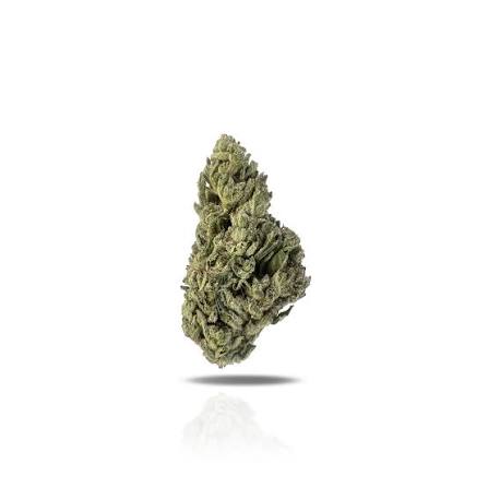 CANDY GELATO (hybrid)