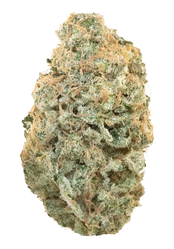 GALRIC SHERBERT (indica)