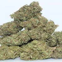 GG #2 (hybrid)