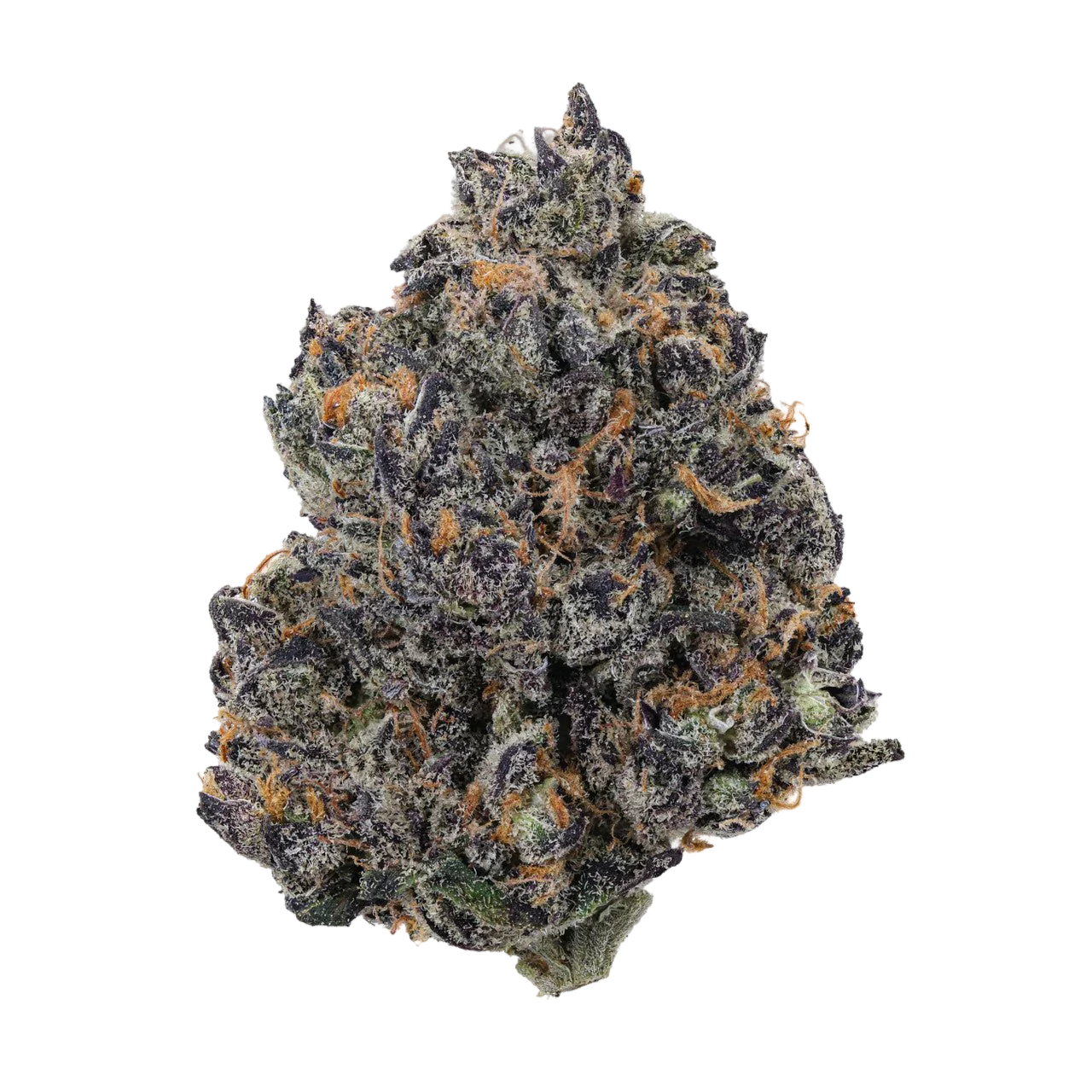 Forbidden Tropic(hybrid)