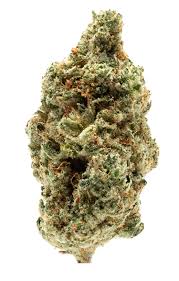Gelato Mints (Hybrid)