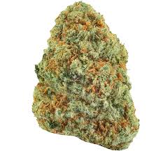 Mimosa (Hybrid)