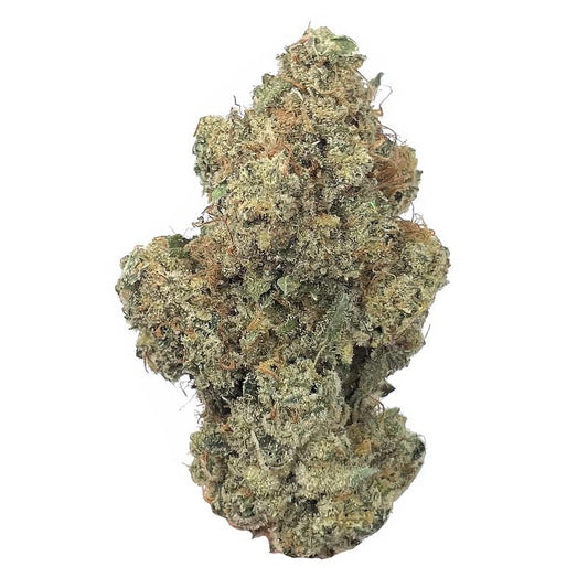 Sangria (Sativa)