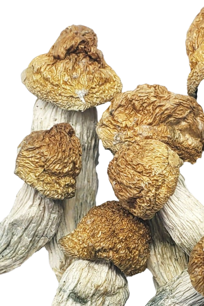 MASSIVE GOLD CAPS